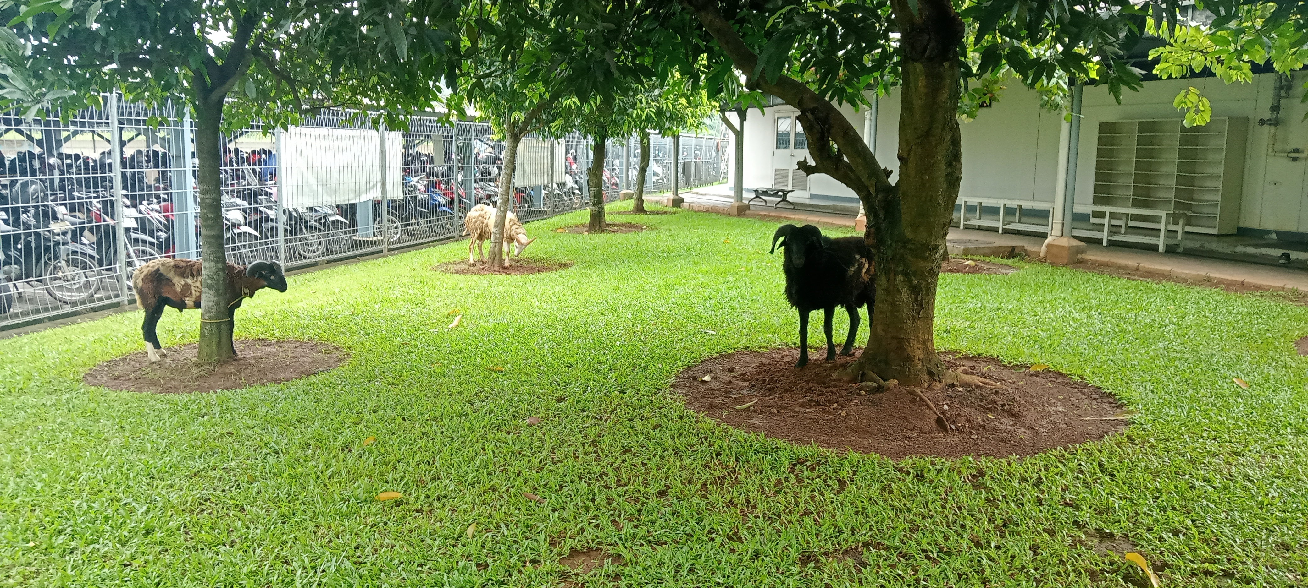 3 kambing