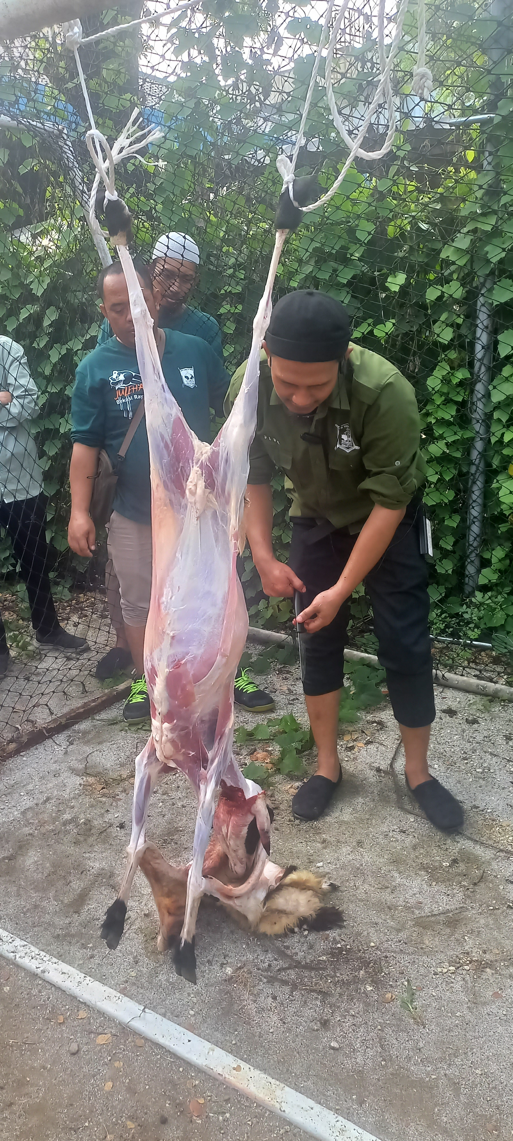 Praktek pemotongan hewan qurban